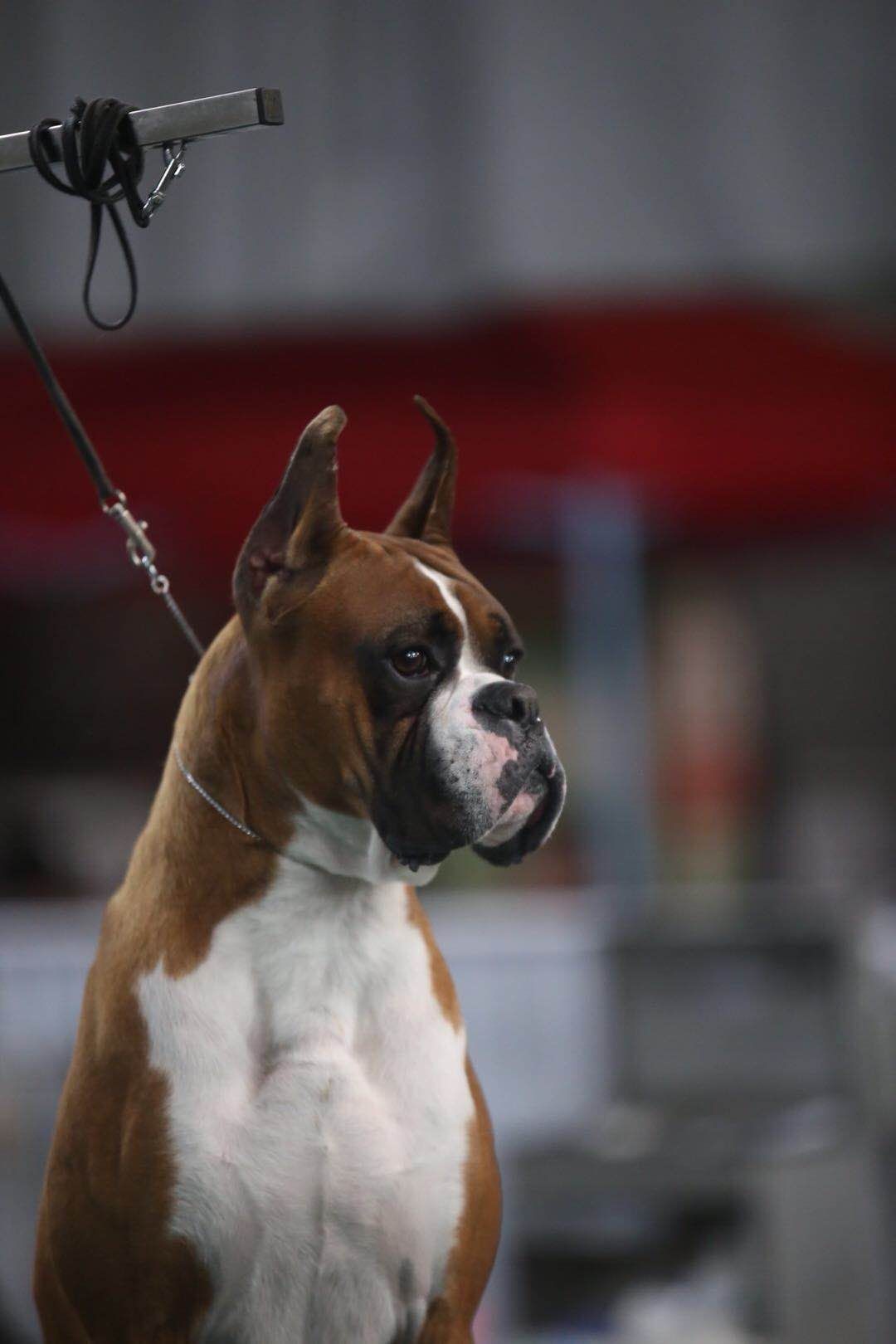 拳师犬和杜宾犬哪个脾气好,跟杜宾犬差不多的小型犬