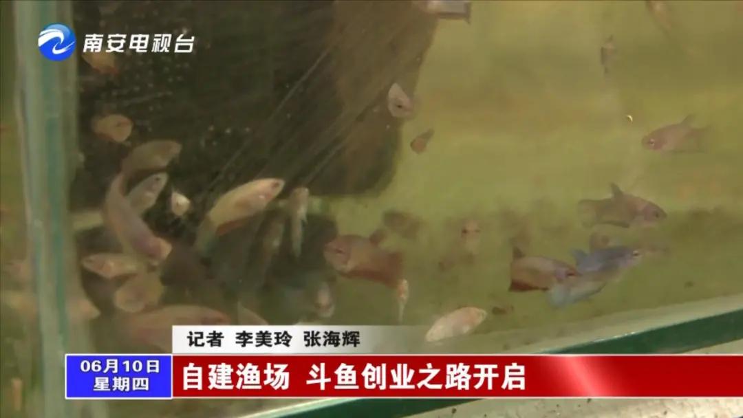 90后小伙的“斗鱼”梦：泰国斗鱼从南安“游”到全国各地！