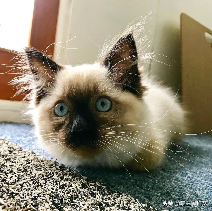 猫猫的胡须为什么越来越多,猫胡须是什么颜色