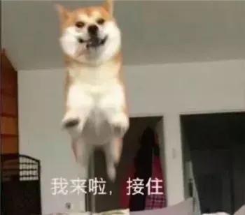 从小养大的狗狗是不是把你当妈妈,不敢相信亲手养大的狗