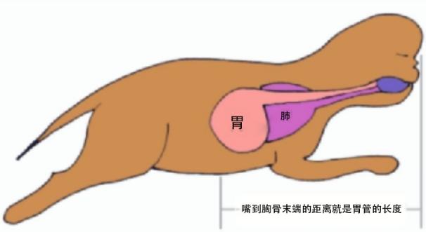 幼猫胃管使用方法,庄园猫宫