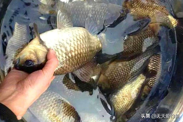 钓鲫鱼浮漂该如何调漂,冬钓鲫鱼浮漂如何调漂