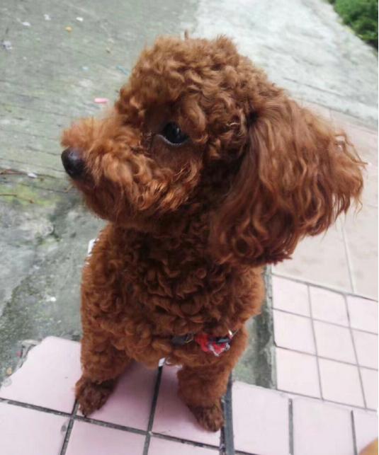 纯种泰迪犬脾气及介绍,纯种泰迪犬串串