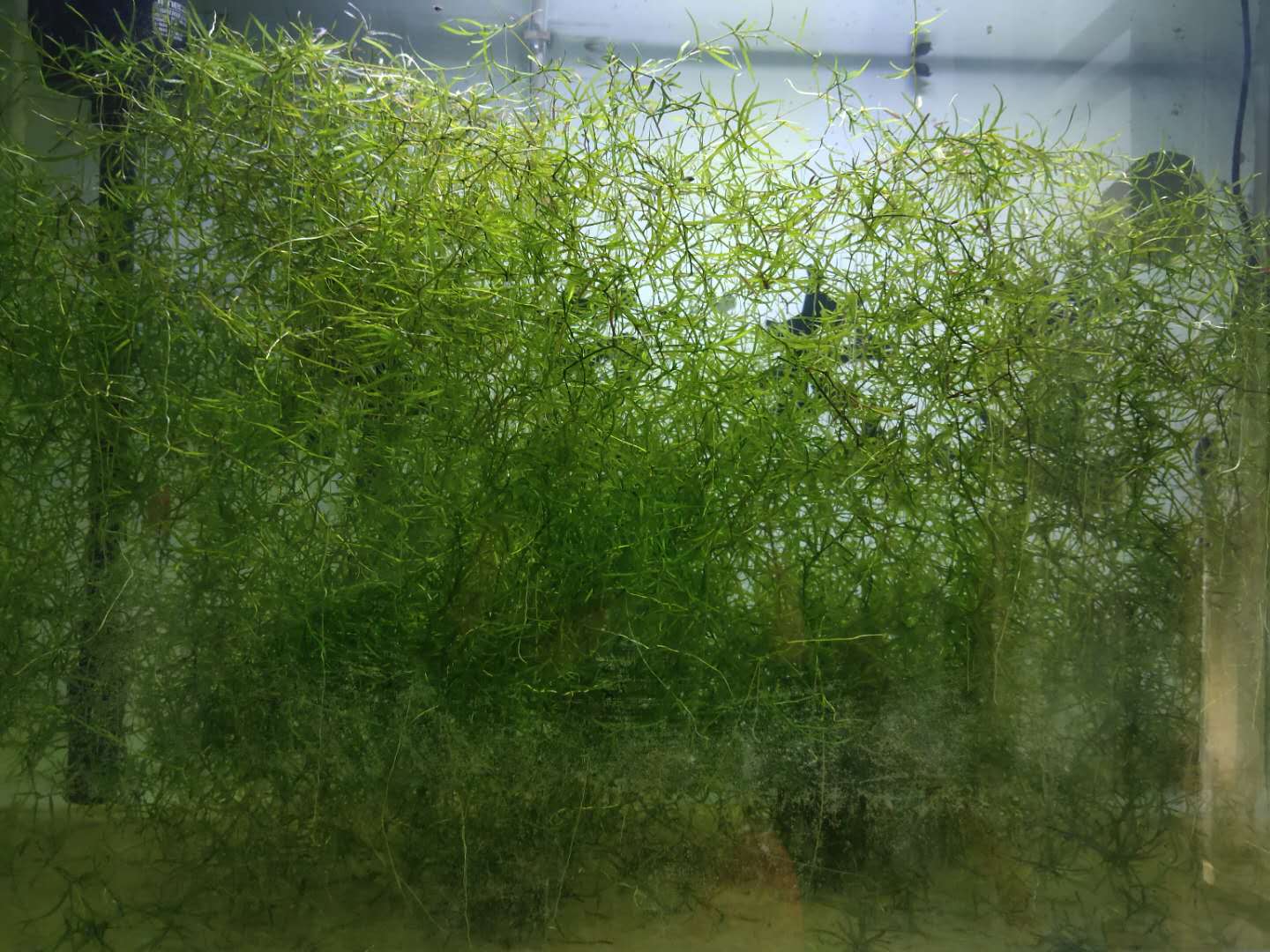 水草缸水草为什么发黄,为什么水草缸的水草发黑