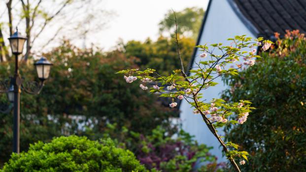 喜之家,喜之家视频