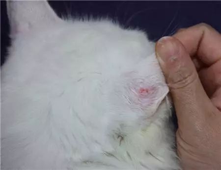 猫咪得了猫癣怎么治最有效,猫咪得了猫癣怎么治疗好得快一些