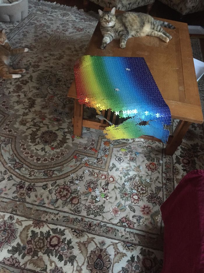 听我一句劝，养猫后，就别再玩拼图了！我怕你心脏受不了