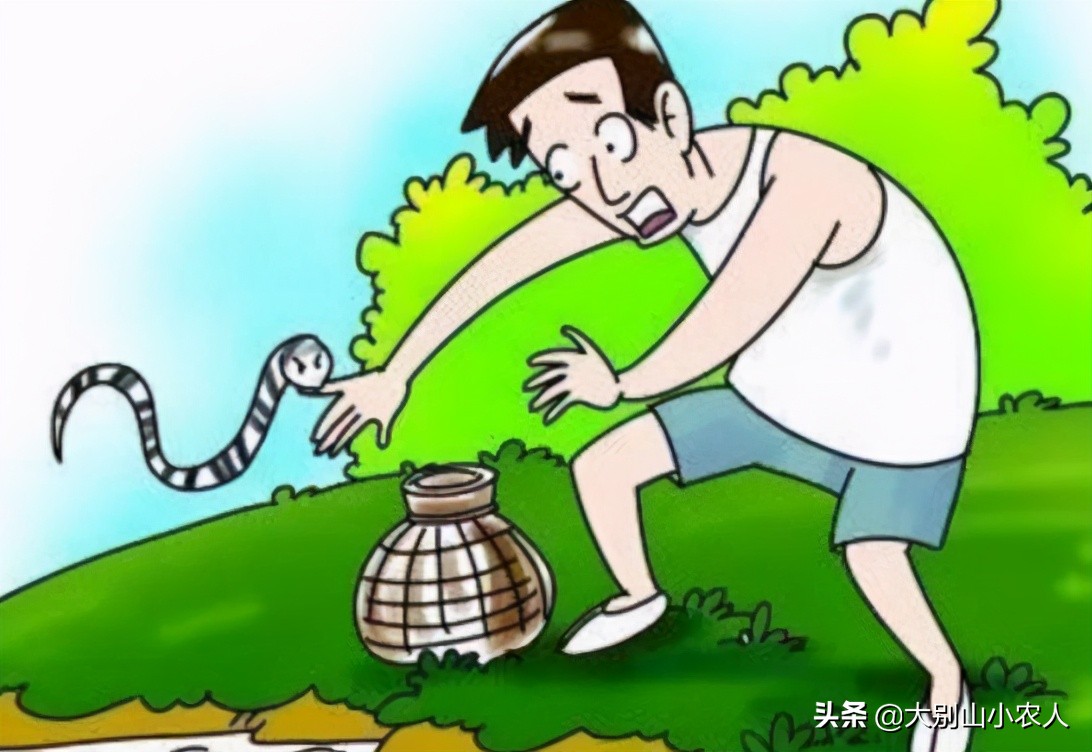真•全村吃饭蛇：脾气温顺但毒素却能深入骨髓，就是被咬后要睡觉