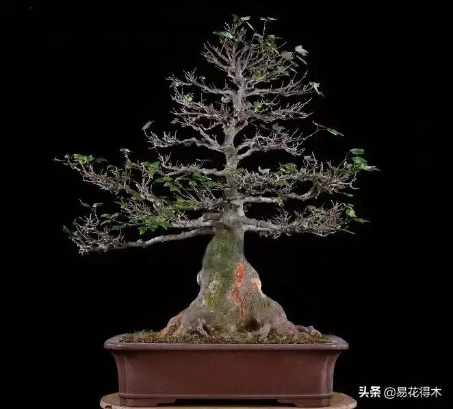 唐枫和红枫有什么区别,日本红枫和黄金枫区别