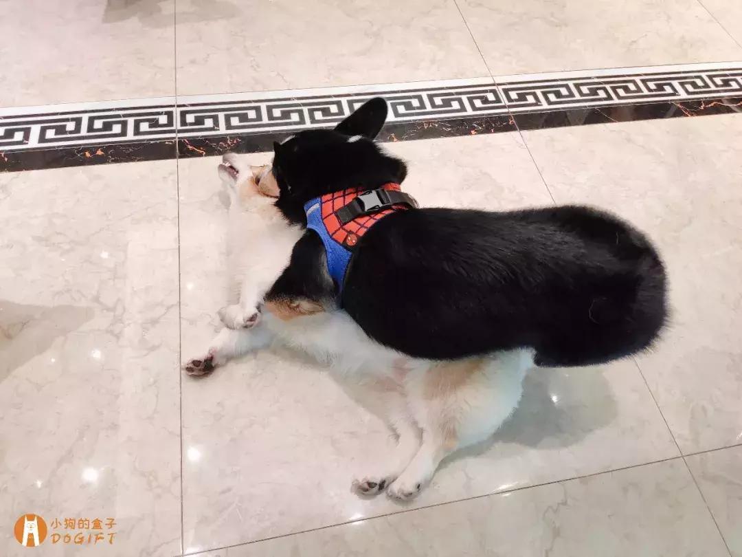 马克深圳最秀狗咖