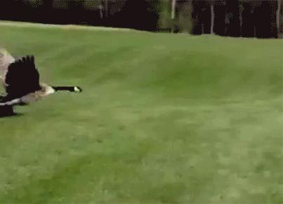 老虎幼崽追大鹅被反杀逃进笼,大鹅大战老虎老虎被吓瘫软