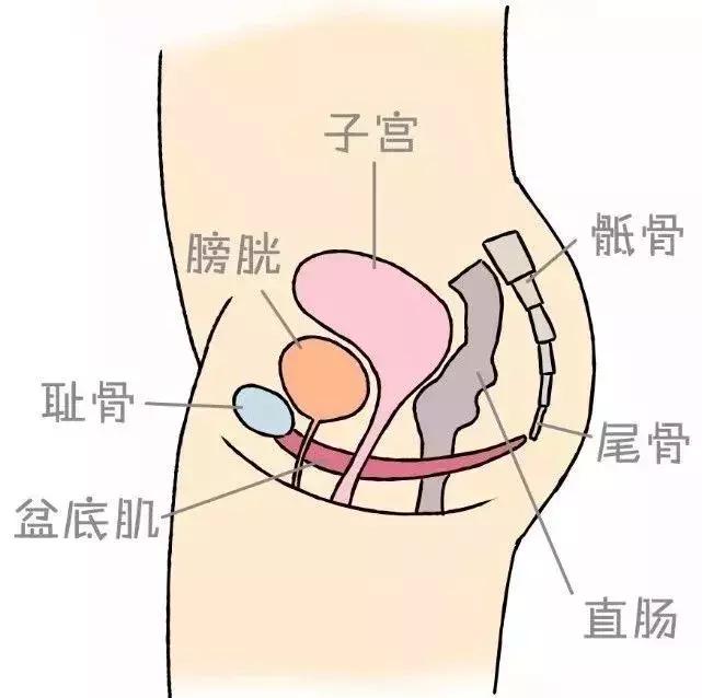 产后修复产康,宝妈做产后盆底肌修复