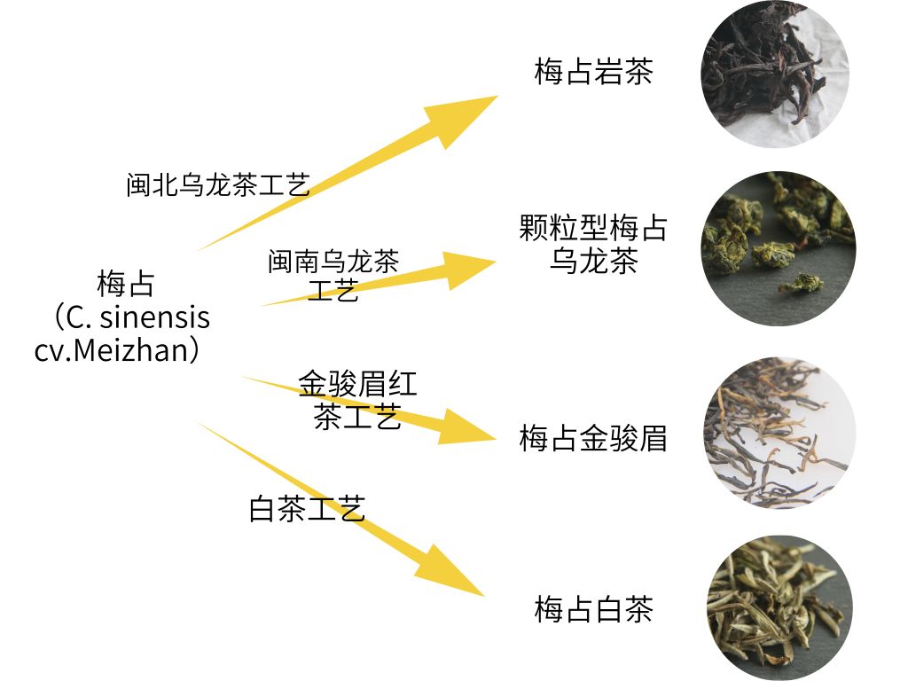怎么区分青茶黄茶,茶分类黑白绿红