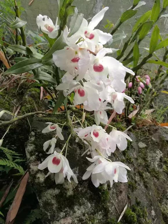 哪种兰花易开花又好养,最容易开花的兰花一年开多次