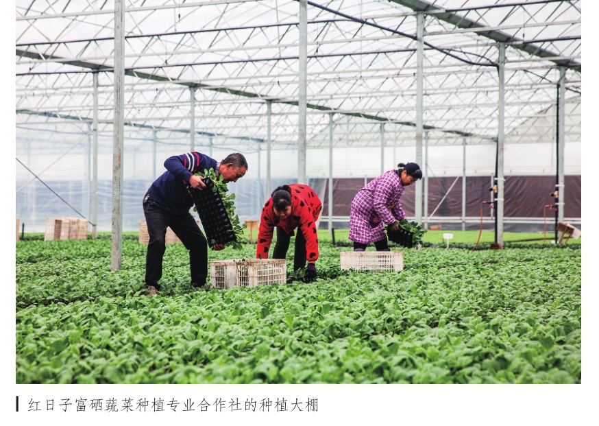 订单农业提高农村种粮积极性,蔬菜合作社种植助农增收