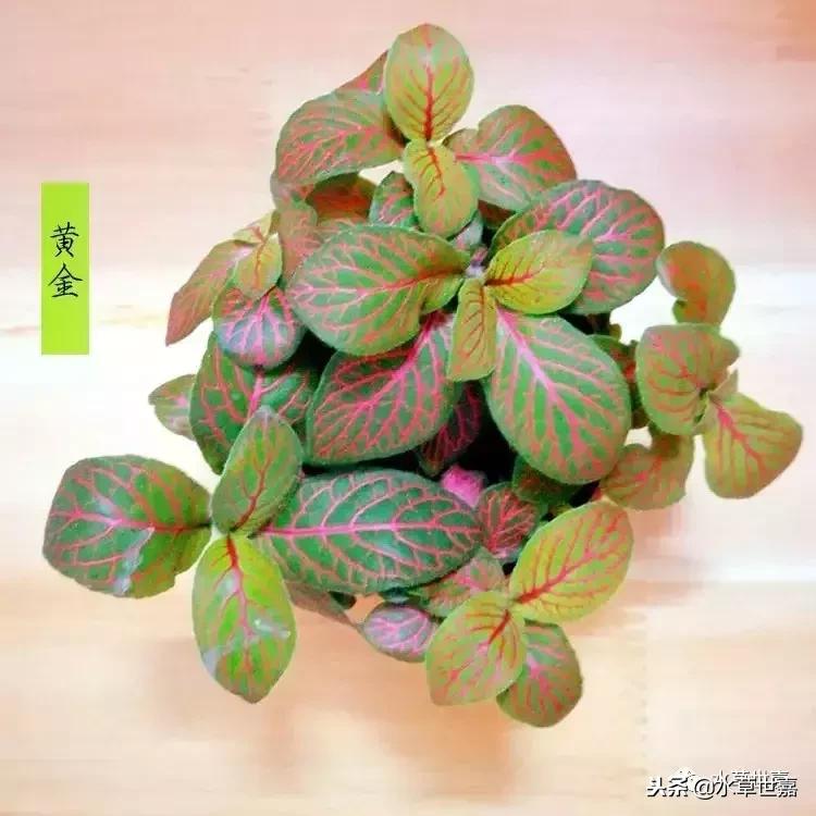 30cm水陆缸适合养什么,水陆缸植物前景中景后景搭配介绍