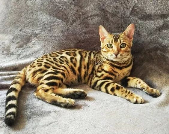 十种罕见的猫咪,常见的猫咪都有哪些品种
