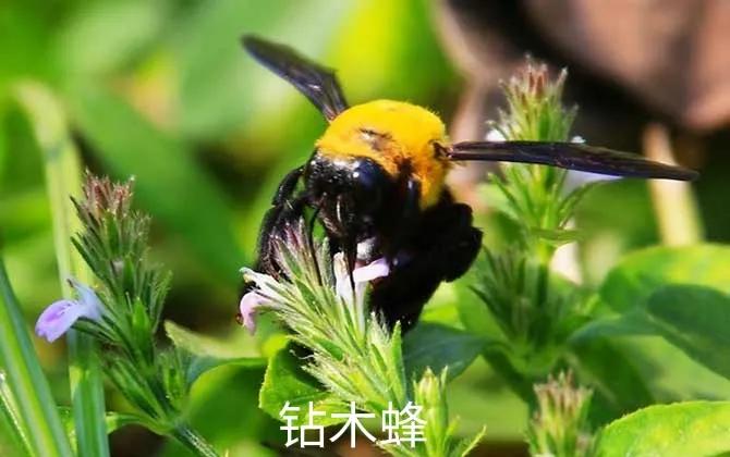 农村有哪些很毒的虫子,农村野外需要防备的毒虫