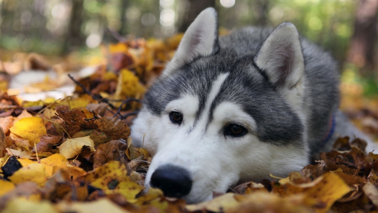 阿拉斯加犬身上有虫子该怎么办,阿拉斯加体内寄生虫怎么驱除