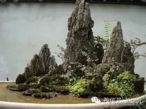 吸水石盆景位置,吸水石盆景图文