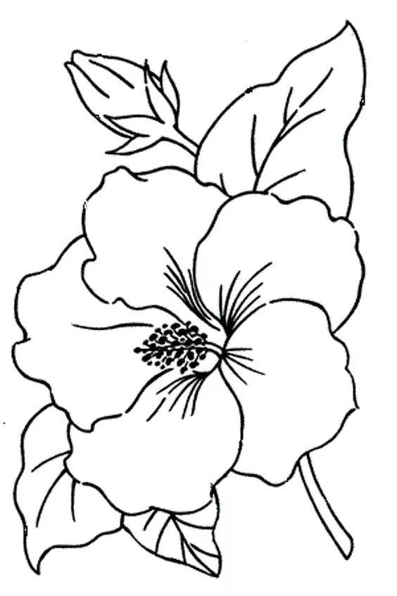 白描各种花朵,花朵白描图片大全大图