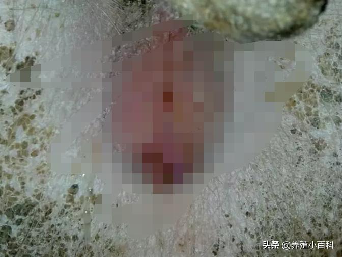 母猪的产后护理：母猪产后恶露怎么办？