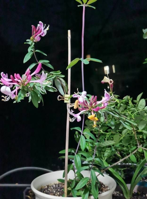 金银花怎么养成盆景,盆栽金银花养殖方法