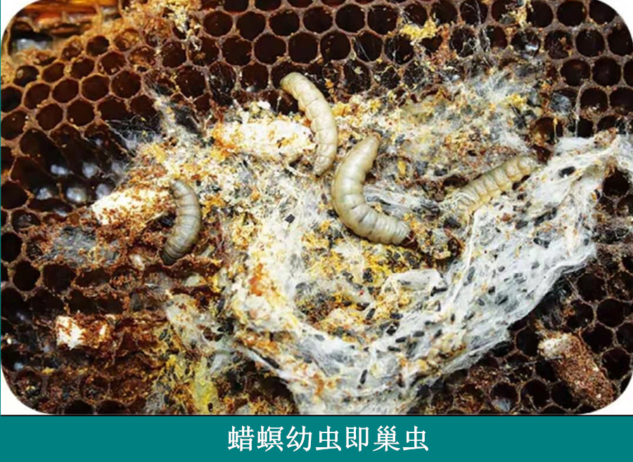 蜜蜂养殖蜂场管理技术,蜜蜂养殖技术中蜂快速繁殖技巧