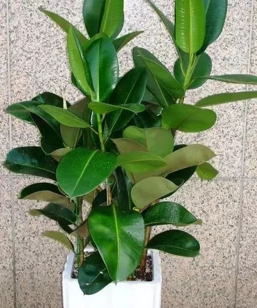 3岁孩子误食了药品属于意外吗,小孩误食绿植肥料怎么办