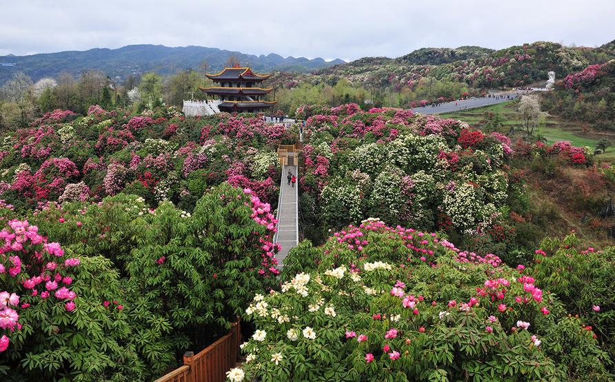 毕节市大方县旅游攻略一日游路线,毕节地区旅游攻略大全最新