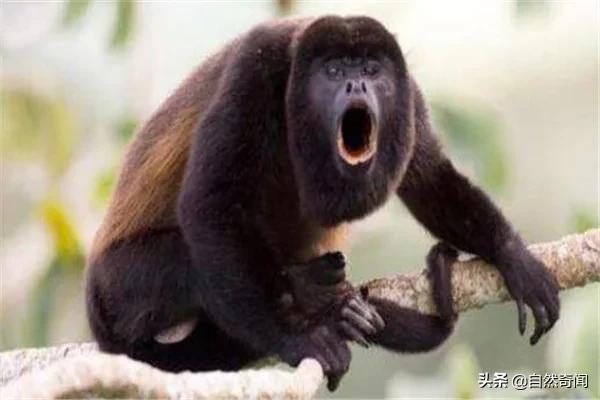 亚马逊十大凶猛植物,巴西亚马逊热带雨林动植物